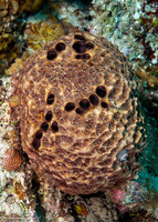 Ircinia felix (Stinker Sponge)