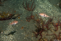 Sebastes semicinctus (Halfbanded Rockfish)