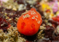 Rostanga pulchra (Red Sponge Dorid)
