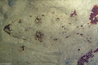 Paralichthys californicus (California Halibut)