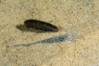 Crangon franciscorum (California Bay Shrimp)