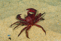 Pugettia producta (Northern Kelp Crab)