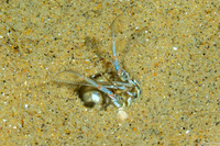 Emerita analoga (Pacific Mole Crab)