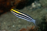 Meiacanthus grammistes (Striped Fangblenny)