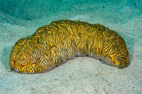Stichopus vastus (Brown Curryfish Sea Cucumber)