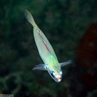 Ptereleotris microlepis (Pearly Dartfish)