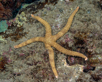 Nardoa tuberculata (Tuberculate Sea Star)
