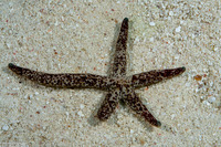 Linckia multifora (Multipore Sea Star)