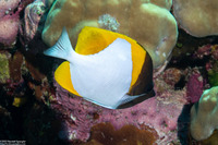 Hemitaurichthys polylepis (Pyramid Butterflyfish)