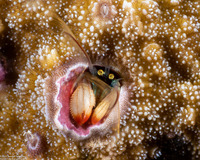 Paguritta kroppi (Kropp's Coral Hermit Crab)