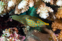 Oxymonacanthus longirostris (Longnose Filefish)