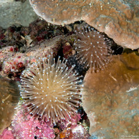 Sarcophyton sp.1 (Mushroom Leather Coral)