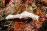 Pseudoceros goslineri (Gosliner's Flatworm)