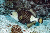 Balistoides viridescens (Titan Triggerfish)