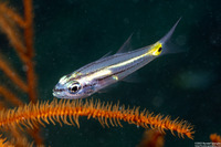 Cheilodipterus quinquelineatus (Fivelined Cardinalfish)