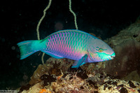 Scarus quoyi (Quoy's Parrotfish)