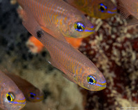 Taeniamia fucata (Orangelined Cardinalfish)