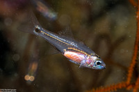Ostorhinchus neotes (Larval Cardinalfish)