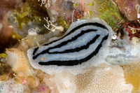 Phyllidiella striata (Striped Phyllidiella)