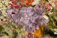 Chelonaplysilla sp.1 (Chelonaplysilla sp.1)