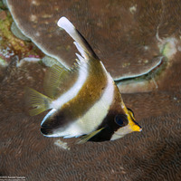 Heniochus chrysostomus (Pennant Bannerfish)