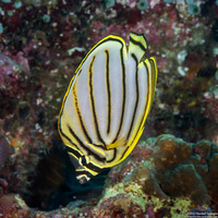 Chaetodon meyeri (Meyer's Butterflyfish)