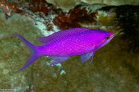 Pseudanthias pascalus (Purple Queen)