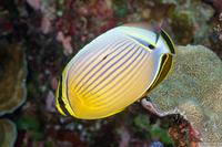 Chaetodon lunulatus (Redfin Butterflyfish)
