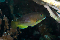 Choerodon anchorago (Anchor Tuskfish)
