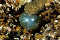 Valonia ventricosa (Sea Grape)