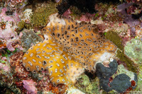 Palythoa tuberculosa (Sea Mat Zoanthid)