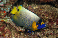 Pomacanthus xanthometopon (Yellow-Mask Angelfish)