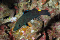 Belonoperca chabanaudi (Arrowhead Soapfish)