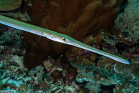 Fistularia commersonii (Bluespotted Cornetfish)