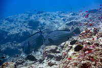 Bolbometopon muricatum (Bumphead Parrotfish)
