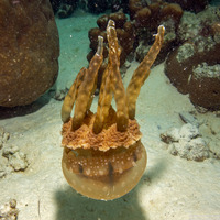 Mastigias papua (Lagoon Jelly)