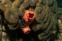Herdmania momus (Herdman's Sea Squirt)