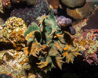 Pectinia paeonia (Peony Coral)