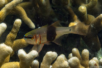 Taeniamia zosterophora (Girdled Cardinalfish)