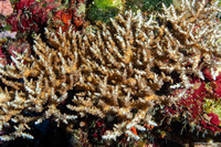 Acropora cerealis (Grain Coral)