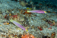 Nemateleotris lavandula (Lavender-Blushed Dartfish)
