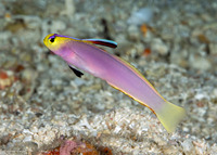 Nemateleotris helfrichi (Helfrich's Dartfish)