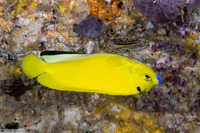 Apolemichthys trimaculatus (Three-Spot Angelfish)