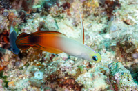Nemateleotris magnifica (Fire Dartfish)