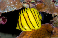 Chaetodon octofasciatus (Eight-Banded Butterflyfish)