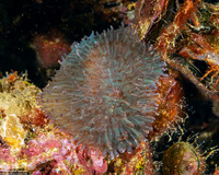 Rhodactis rhodostoma (Rhodactis Rhodostoma)