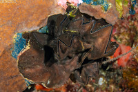 Lopha cristagalli (Cock's Comb Oyster)