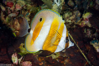 Coradion chrysozonus (Orange-Banded Coralfish)