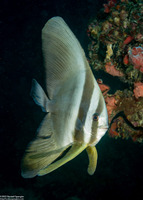 Platax boersii (Golden Spadefish)