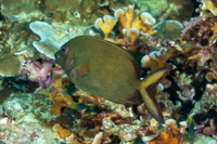 Siganus punctatissimus (Fine-Spotted Rabbitfish)